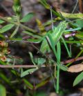 Tylopsis lilifolia